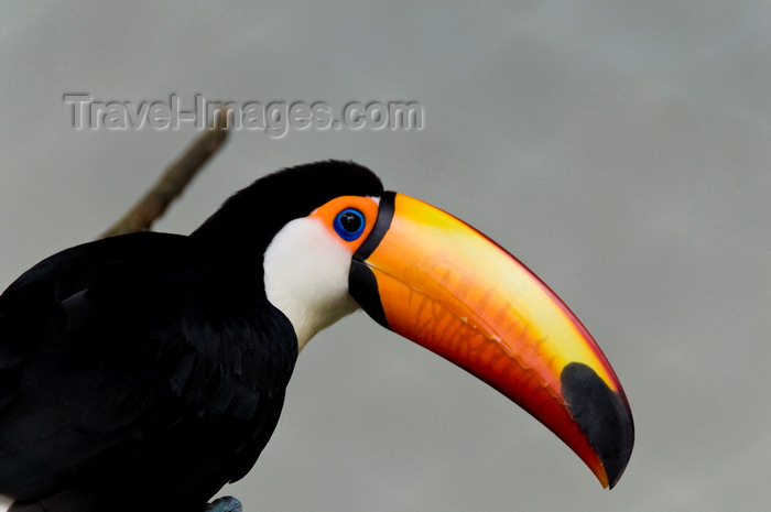 mal501: Kuala Lumpur, Malaysia: Toucan at KL Bird Park - photo by J.Pemberton - (c) Travel-Images.com - Stock Photography agency - Image Bank