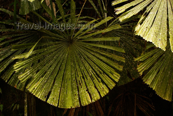 mal517: Lambir Hills National Park, Sarawak, Borneo, Malaysia: fan palms - leaves detail - Sarawak forest - photo by A.Ferrari - (c) Travel-Images.com - Stock Photography agency - Image Bank