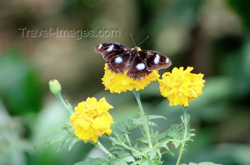 mal52: Malaysia - Butterfly on a yellow flower (photo by J.Kaman) - (c) Travel-Images.com - Stock Photography agency - Image Bank