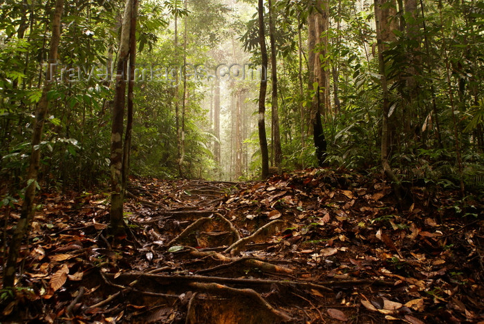 mal521: Lambir Hills National Park, Sarawak, Borneo, Malaysia: jungle walk - rain forest roots and leaves - photo by A.Ferrari - (c) Travel-Images.com - Stock Photography agency - Image Bank
