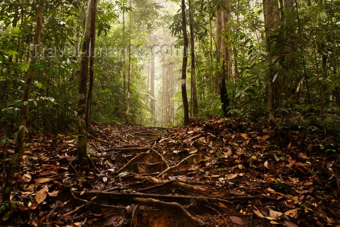mal521: Lambir Hills National Park, Sarawak, Borneo, Malaysia: jungle walk - rain forest roots and leaves - photo by A.Ferrari - (c) Travel-Images.com - Stock Photography agency - Image Bank