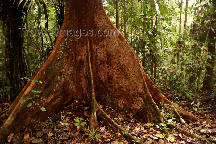 mal522: Lambir Hills National Park, Sarawak, Borneo, Malaysia: Kapok tree - ceiba - large trees along a jungle walk - photo by A.Ferrari - (c) Travel-Images.com - Stock Photography agency - Image Bank