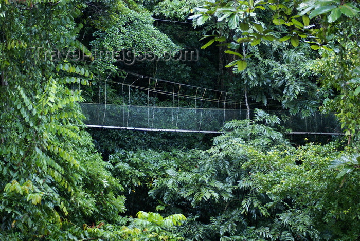 mal526: Gunung Mulu National Park, Sarawak, Borneo, Malaysia: canopy walk - suspension bridge - photo by A.Ferrari - (c) Travel-Images.com - Stock Photography agency - Image Bank