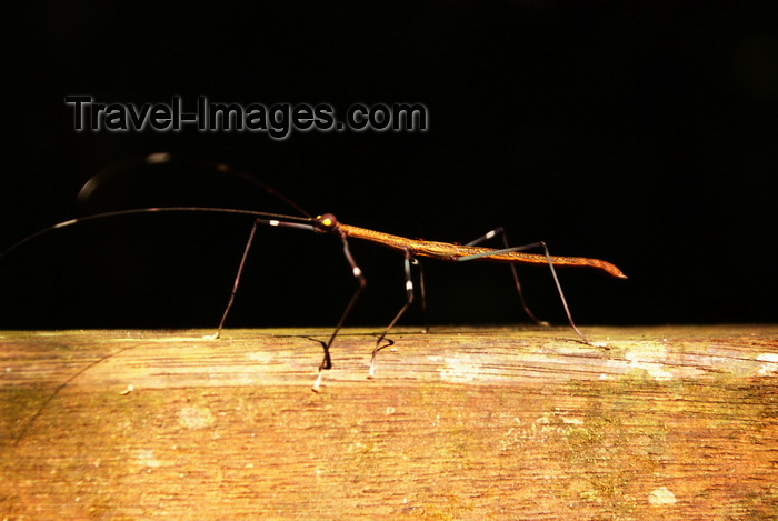 mal527: Gunung Mulu National Park, Sarawak, Borneo, Malaysia: stick insect - Phasmatodea order - photo by A.Ferrari - (c) Travel-Images.com - Stock Photography agency - Image Bank