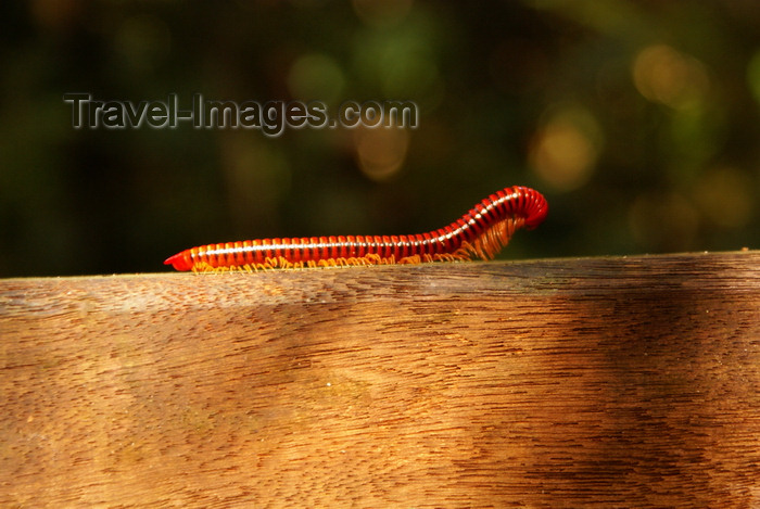 mal528: Gunung Mulu National Park, Sarawak, Borneo, Malaysia: red millipede - photo by A.Ferrari - (c) Travel-Images.com - Stock Photography agency - Image Bank