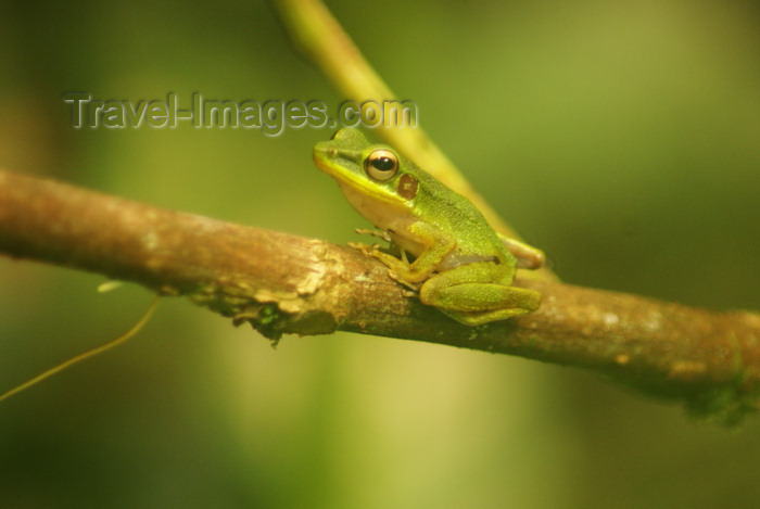 mal529: Gunung Mulu National Park, Sarawak, Borneo, Malaysia: Green tree frog on a branch - photo by A.Ferrari - (c) Travel-Images.com - Stock Photography agency - Image Bank