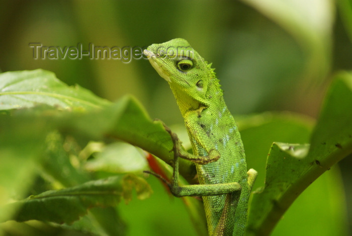 mal530: Gunung Mulu National Park, Sarawak, Borneo, Malaysia: arboreal chameleon looking for a prey - photo by A.Ferrari - (c) Travel-Images.com - Stock Photography agency - Image Bank