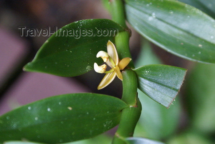 mal531: Gunung Mulu National Park, Sarawak, Borneo, Malaysia: Dendrobium (orchid) before blooming - photo by A.Ferrari - (c) Travel-Images.com - Stock Photography agency - Image Bank