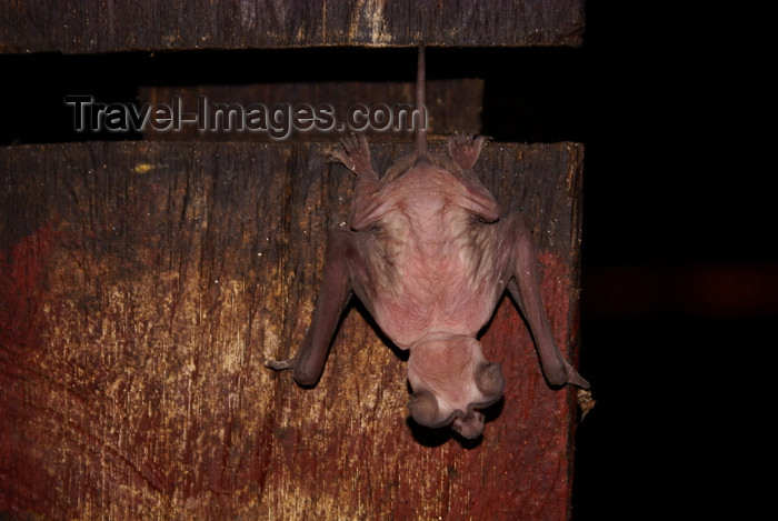 mal533: Gunung Mulu National Park, Sarawak, Borneo, Malaysia: Naked bat in Deer Cave - photo by A.Ferrari - (c) Travel-Images.com - Stock Photography agency - Image Bank