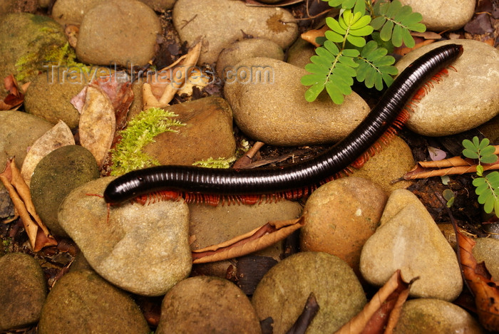 mal540: Gunung Mulu National Park, Sarawak, Borneo, Malaysia: millipede on pebbles - photo by A.Ferrari - (c) Travel-Images.com - Stock Photography agency - Image Bank