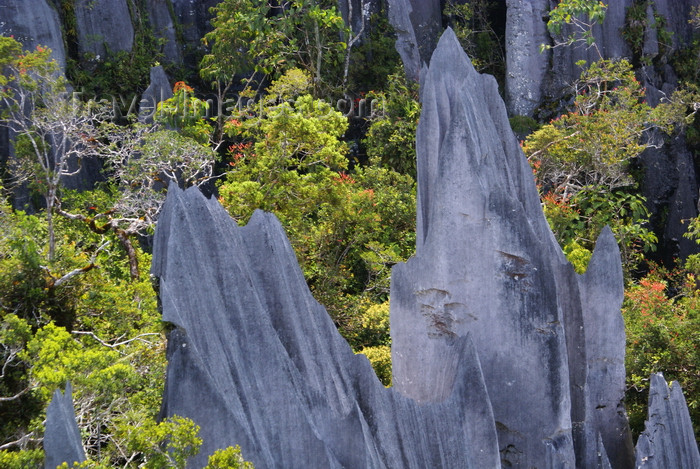 mal543: Gunung Mulu National Park, Sarawak, Borneo, Malaysia: the Pinnacles - sharp pointed limestone blades - photo by A.Ferrari - (c) Travel-Images.com - Stock Photography agency - Image Bank