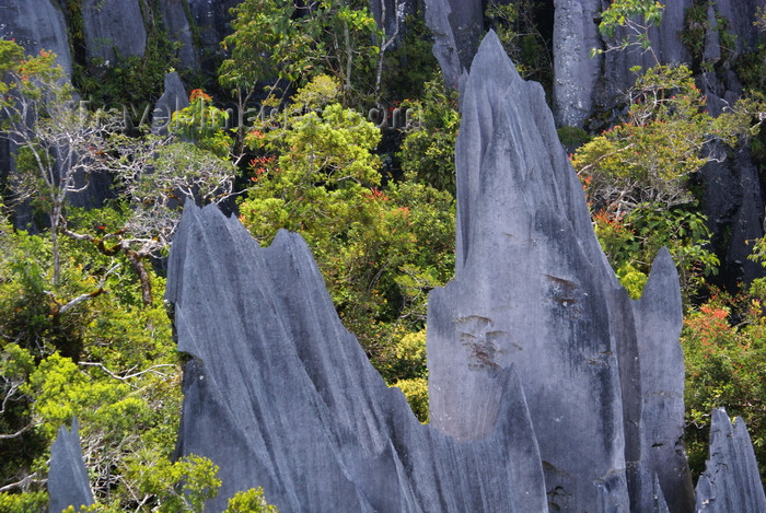 mal543: Gunung Mulu National Park, Sarawak, Borneo, Malaysia: the Pinnacles - sharp pointed limestone blades - photo by A.Ferrari - (c) Travel-Images.com - Stock Photography agency - Image Bank