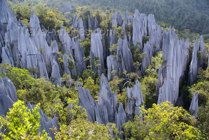 mal544: Gunung Mulu National Park, Sarawak, Borneo, Malaysia: the Pinnacles - karst limestone formation similar to the Tsingy de Bemaraha in Madagascar - UNESCO World Heritage Site - photo by A.Ferrari - (c) Travel-Images.com - Stock Photography agency - Image Bank