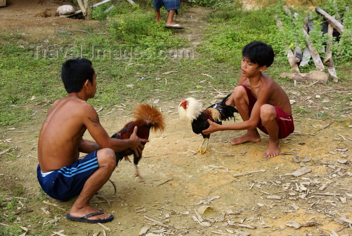 mal551: Skandis, Lubok Antu District, Sarawak, Borneo, Malaysia: children training cocks for fighting - Iban longhouse - photo by A.Ferrari - (c) Travel-Images.com - Stock Photography agency - Image Bank