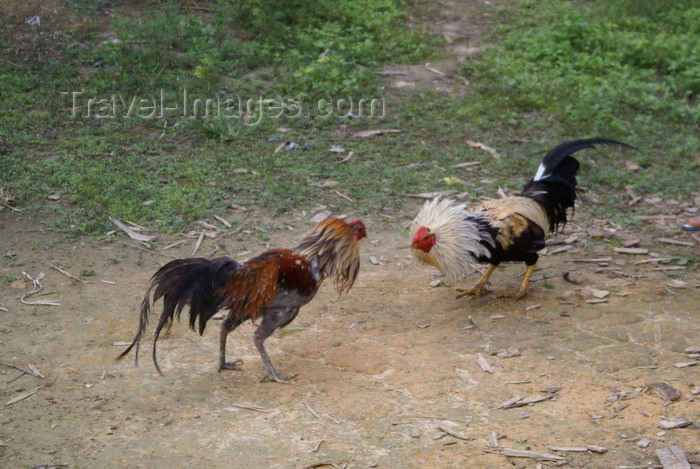 mal552: Skandis, Lubok Antu District, Sarawak, Borneo, Malaysia: cock fighting - Iban longhouse - photo by A.Ferrari - (c) Travel-Images.com - Stock Photography agency - Image Bank