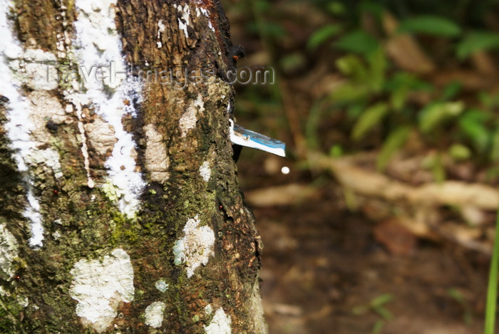 mal554: Skandis, Lubok Antu District, Sarawak, Borneo, Malaysia: rubber-tree, near the Iban longhouse - collecting sap - latex - photo by A.Ferrari - (c) Travel-Images.com - Stock Photography agency - Image Bank