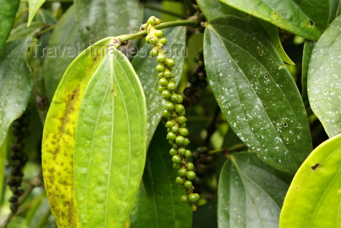 mal555: Skandis, Lubok Antu District, Sarawak, Borneo, Malaysia: coffee plant, near the Iban longhouse - photo by A.Ferrari - (c) Travel-Images.com - Stock Photography agency - Image Bank