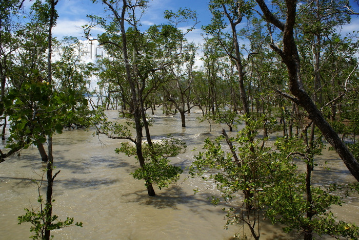 mal563: Bako National Park, Sarawak, Borneo, Malaysia: in the eangrove forest at Telok Assam - photo by A.Ferrari - (c) Travel-Images.com - Stock Photography agency - Image Bank