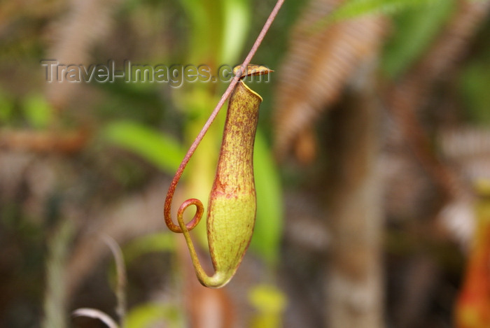 mal566: Bako National Park, Sarawak, Borneo, Malaysia: Pitcher plant - carnivorous plant - genus Nepenthes - photo by A.Ferrari - (c) Travel-Images.com - Stock Photography agency - Image Bank