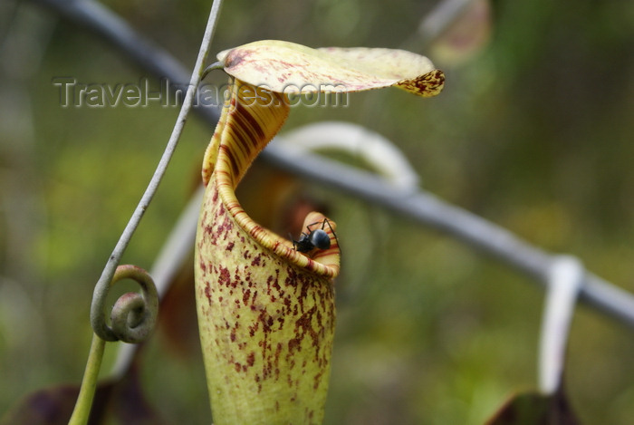 mal567: Bako National Park, Sarawak, Borneo, Malaysia: ant on a Pitcher plant - carnivorous plant - photo by A.Ferrari - (c) Travel-Images.com - Stock Photography agency - Image Bank