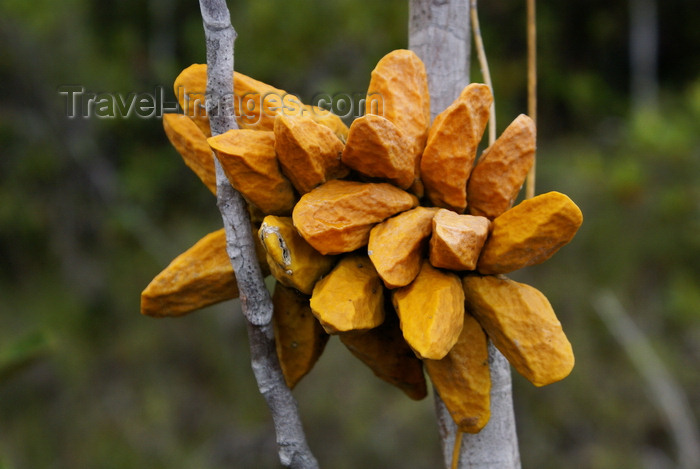 mal568: Bako National Park, Sarawak, Borneo, Malaysia: yellow pitches - photo by A.Ferrari - (c) Travel-Images.com - Stock Photography agency - Image Bank