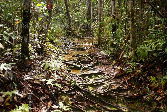 mal570: Bako National Park, Sarawak, Borneo, Malaysia: jungle trail - rain forest - photo by A.Ferrari - (c) Travel-Images.com - Stock Photography agency - Image Bank