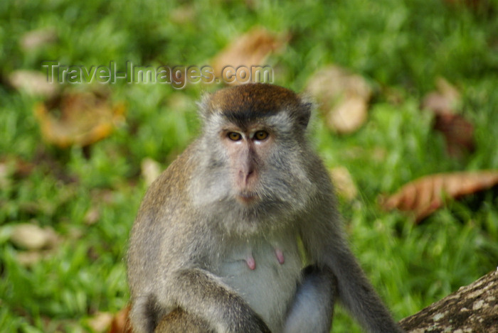 mal572: Bako National Park, Sarawak, Borneo, Malaysia: female macaque - Macaca fascicularis - photo by A.Ferrari - (c) Travel-Images.com - Stock Photography agency - Image Bank