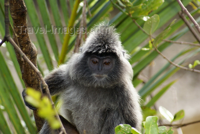 mal573: Bako National Park, Sarawak, Borneo, Malaysia:  silvered leaf-monkey on a tree - Trachypithecus cristatus - photo by A.Ferrari - (c) Travel-Images.com - Stock Photography agency - Image Bank