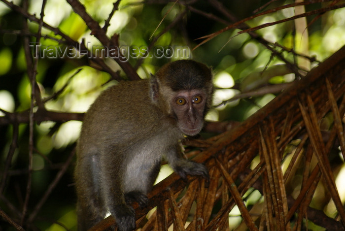 mal574: Bako National Park, Sarawak, Borneo, Malaysia: macaque with deep eyes - photo by A.Ferrari - (c) Travel-Images.com - Stock Photography agency - Image Bank
