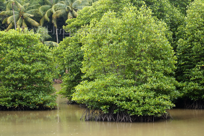mal575: Kota Kinabalu / Jesselton, West Coast Division, Sabah, Borneo, Malaysia: mangrove and swamps, at the City Bird Sanctuary of Kota Kinabalu - photo by A.Ferrari - (c) Travel-Images.com - Stock Photography agency - Image Bank