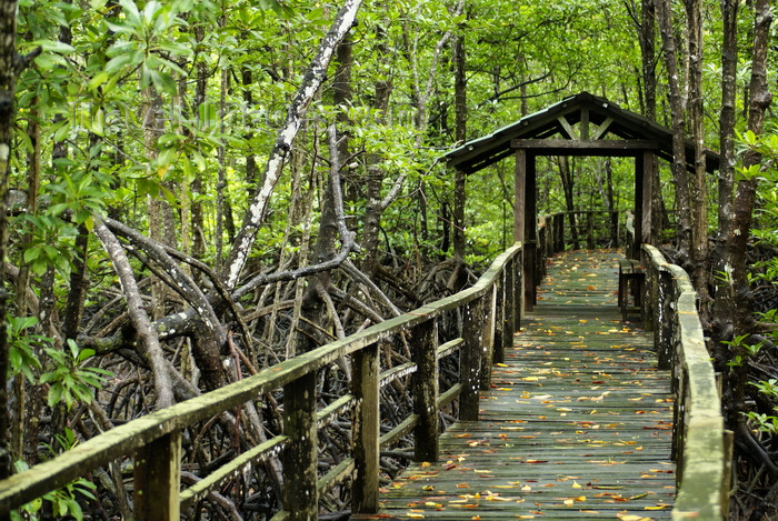 mal576: Kota Kinabalu / Jesselton, West Coast Division, Sabah, Borneo, Malaysia: wooden trail among the mangrove, City Bird Sanctuary of Kota Kinabalu - photo by A.Ferrari - (c) Travel-Images.com - Stock Photography agency - Image Bank