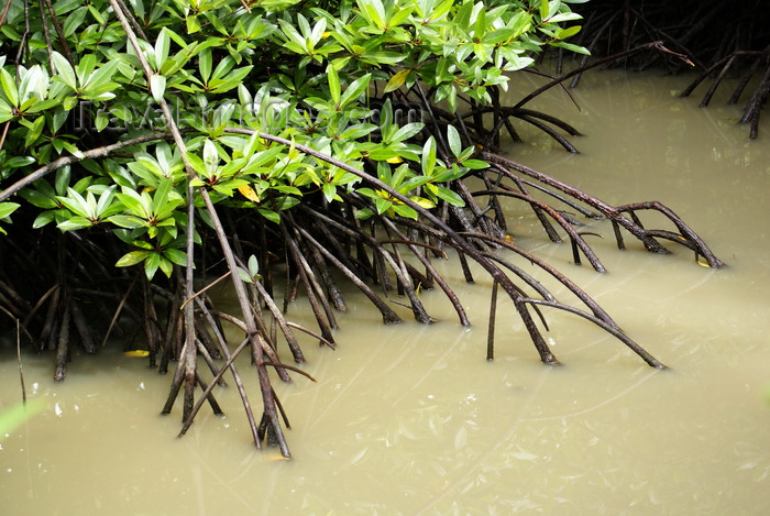 mal577: Kota Kinabalu / Jesselton, West Coast Division, Sabah, Borneo, Malaysia: mangrove - roots on the water - City Bird Sanctuary of Kota Kinabalu - photo by A.Ferrari - (c) Travel-Images.com - Stock Photography agency - Image Bank