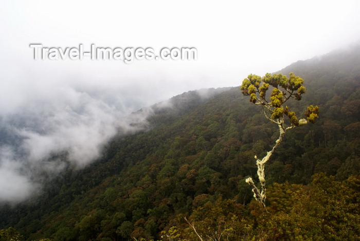 mal581: Mesilau trail, Sabah, Borneo, Malaysia: rainforest and clouds - photo by A.Ferrari - (c) Travel-Images.com - Stock Photography agency - Image Bank