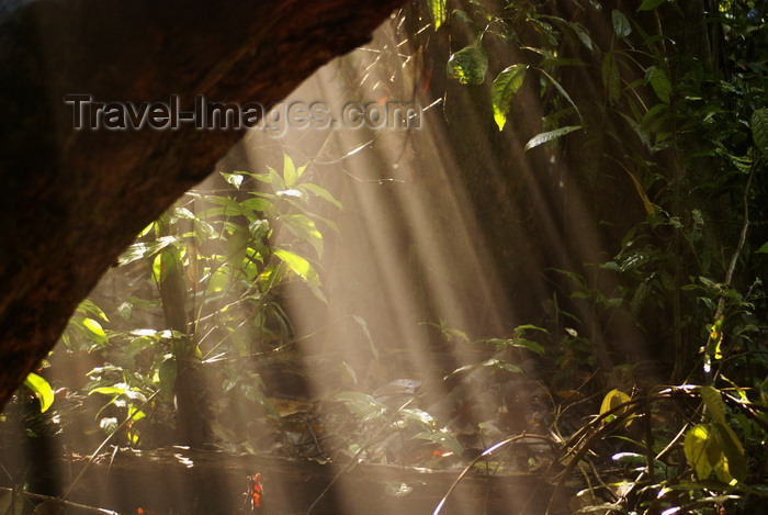 mal582: banks of the Kinabatangan river, Sabah, Borneo, Malaysia: sunshine through the forest canopy - photo by A.Ferrari - (c) Travel-Images.com - Stock Photography agency - Image Bank