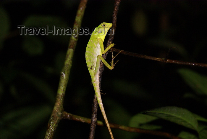 mal583: banks of the Kinabatangan river, Sabah, Borneo, Malaysia: chameleon in the jungle  - photo by A.Ferrari - (c) Travel-Images.com - Stock Photography agency - Image Bank