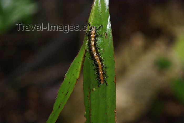 mal584: banks of the Kinabatangan river, Sabah, Borneo, Malaysia: caterpillar on a leaf - photo by A.Ferrari - (c) Travel-Images.com - Stock Photography agency - Image Bank