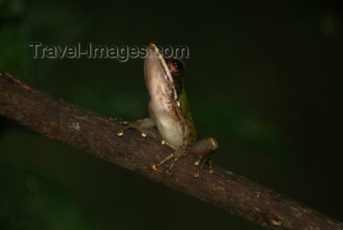 mal585: banks of the Kinabatangan river, Sabah, Borneo, Malaysia: Poisonous rock frog in the jungle - Odorrana hosii
 - photo by A.Ferrari - (c) Travel-Images.com - Stock Photography agency - Image Bank