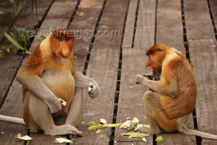 mal587: Sandakan, Sabah, Borneo, Malaysia: Labuk Bay Proboscis Monkey Sanctuary - Proboscis monkeys having lunch - Long-nosed Monkeys - Nasalis larvatus - Monyet Belanda - Bekantan  - photo by A.Ferrari - (c) Travel-Images.com - Stock Photography agency - Image Bank