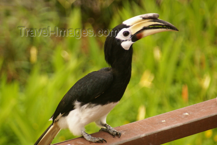 mal588: Sandakan, Sabah, Borneo, Malaysia: Oriental pied hornbill at the Labuk Bay Proboscis Monkey Sanctuary - Anthracoceros albirostris - photo by A.Ferrari - (c) Travel-Images.com - Stock Photography agency - Image Bank