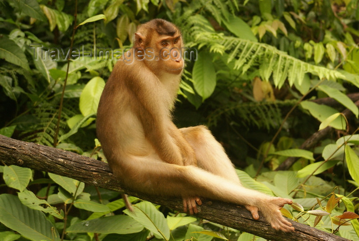 mal589: Kabili-Sepilok Forest Reserve, Sandakan Division, Sabah, Borneo, Malaysia: Pig tailed macaque sitting on a tree - Macaca nemestrina - Sepilok Orang-utan Rehabilitation Centre - photo by A.Ferrari - (c) Travel-Images.com - Stock Photography agency - Image Bank