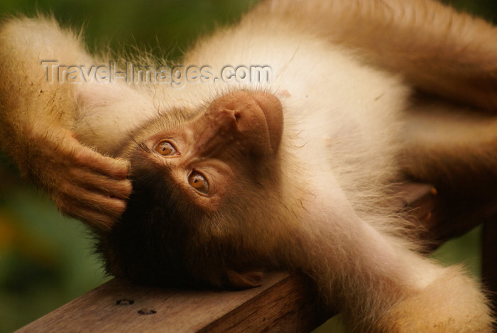 mal590: Kabili-Sepilok Forest Reserve, Sandakan Division, Sabah, Borneo, Malaysia: Pig tailed macaque meditating - Macaca nemestrina - Sepilok Orang-utan Rehabilitation Centre - photo by A.Ferrari - (c) Travel-Images.com - Stock Photography agency - Image Bank
