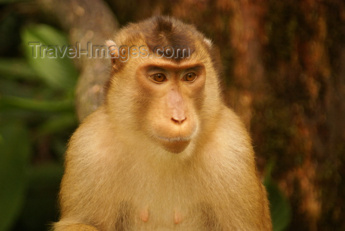 mal591: Kabili-Sepilok Forest Reserve, Sandakan Division, Sabah, Borneo, Malaysia: Pig tailed macaque close-up  - Macaca nemestrina - Sepilok Orang-utan Rehabilitation Centre - photo by A.Ferrari - (c) Travel-Images.com - Stock Photography agency - Image Bank