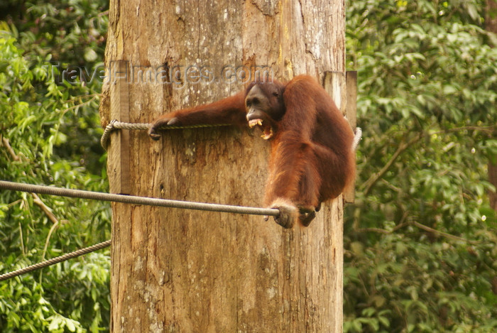 mal592: Kabili-Sepilok Forest Reserve, Sandakan Division, Sabah, Borneo, Malaysia: Orang-utan on a rope - growling - Pongo pygmaeus - Sepilok Orang-utan Rehabilitation Centre - photo by A.Ferrari - (c) Travel-Images.com - Stock Photography agency - Image Bank