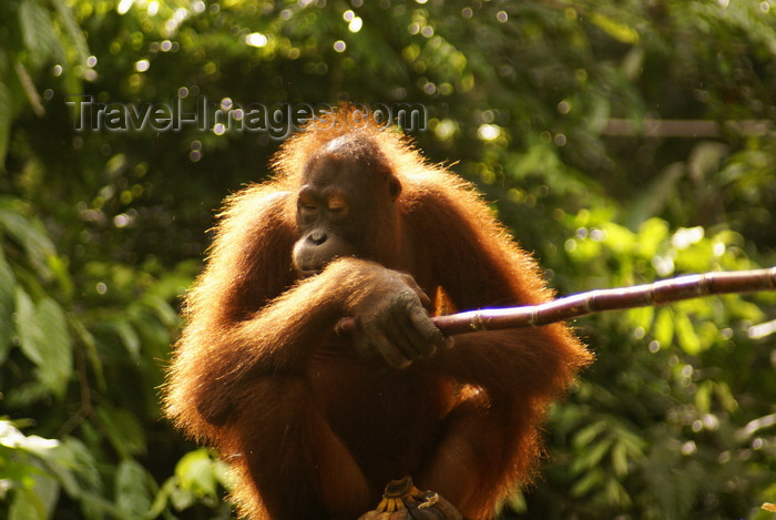 mal593: Kabili-Sepilok Forest Reserve, Sandakan Division, Sabah, Borneo, Malaysia: Orangutan with a bamboo stick - Pongo pygmaeus - Sepilok Orang-utan Rehabilitation Centre - photo by A.Ferrari - (c) Travel-Images.com - Stock Photography agency - Image Bank