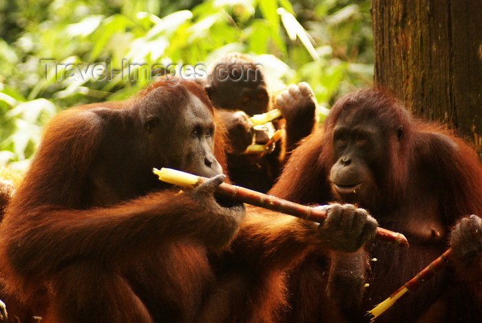 mal594: Kabili-Sepilok Forest Reserve, Sandakan Division, Sabah, Borneo, Malaysia: group of Orang-utans - Pongo pygmaeus - Sepilok Orang-utan Rehabilitation Centre - photo by A.Ferrari - (c) Travel-Images.com - Stock Photography agency - Image Bank