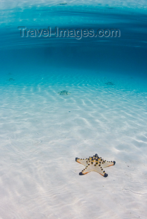 mal602: Pulau Mabul, Sabah, Borneo, Malaysia: starfish on white sandy bottom in clear blue water - photo by S.Egeberg - (c) Travel-Images.com - Stock Photography agency - Image Bank
