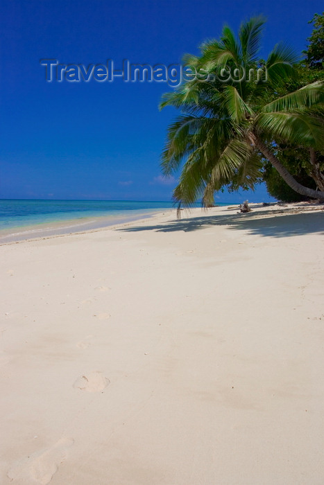 mal612: Sipadan Island, Sabah, Borneo, Malaysia: white sandy beach lined with palm trees - perfect tropical beach - photo by S.Egeberg - (c) Travel-Images.com - Stock Photography agency - Image Bank