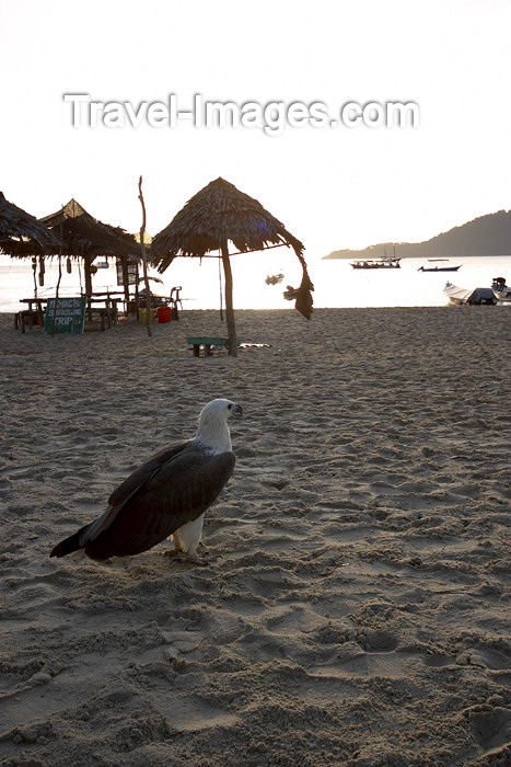 mal75: Malaysia - Pulau Perhentian / Perhentian Island: White bellied sea eagle observing - Haliaeetus leucogaster - photo by Jez Tryner - (c) Travel-Images.com - Stock Photography agency - Image Bank