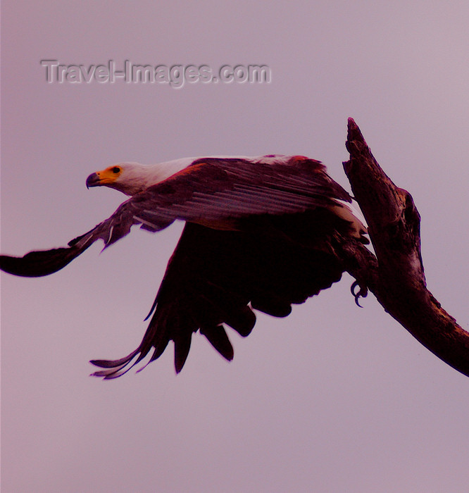 malawi1: Liwonde National Park, Southern region, Malawi: African Fish Eagle taking off - Haliaeetus vociferi - photo by D.Davie - (c) Travel-Images.com - Stock Photography agency - Image Bank