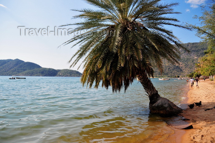 malawi100: Cape Maclear / Chembe, Malawi: Lake Malawi / Lake Nyasa - palm-tree leaning over the water - beach view with Domwe Island on the left - photo by M.Torres - (c) Travel-Images.com - Stock Photography agency - Image Bank